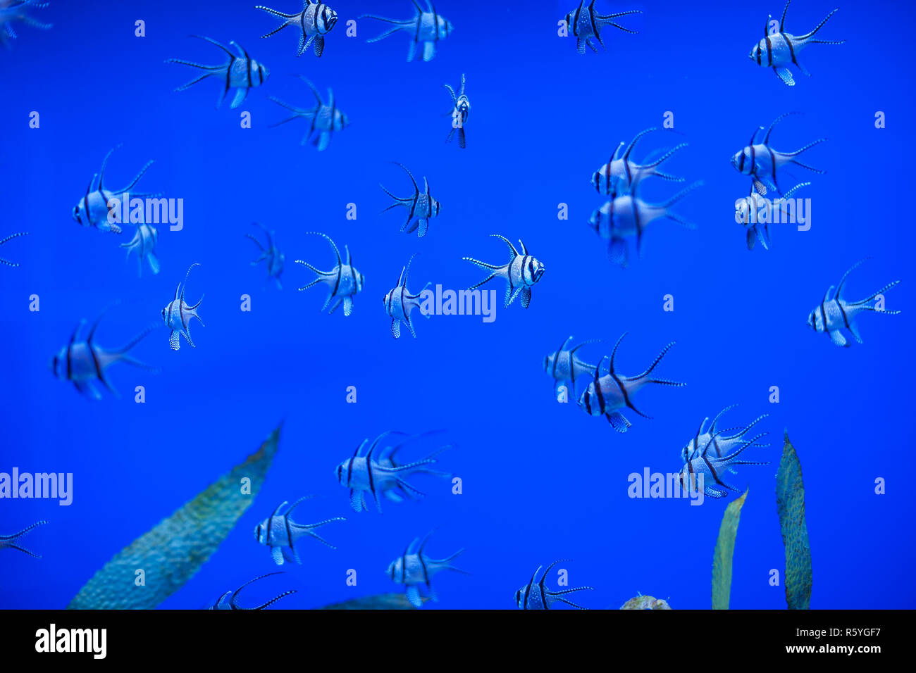 Different marine animals Stock Photo Alamy