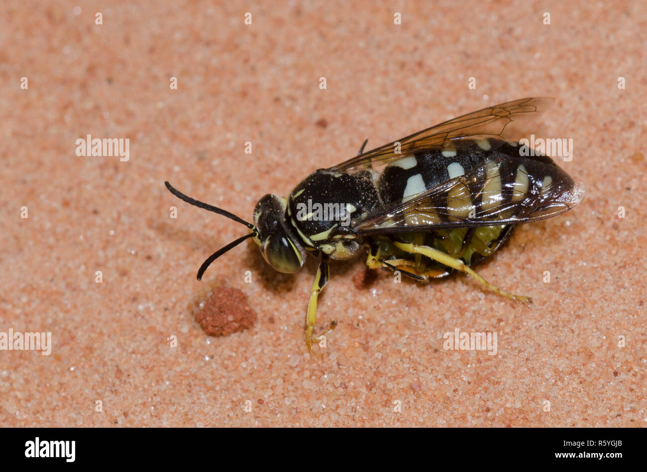 Sand Wasp, Bicyrtes quadrifasciatus, with paralyzed green stink bug, Chinavia hilaris, nymph prey Stock Photo