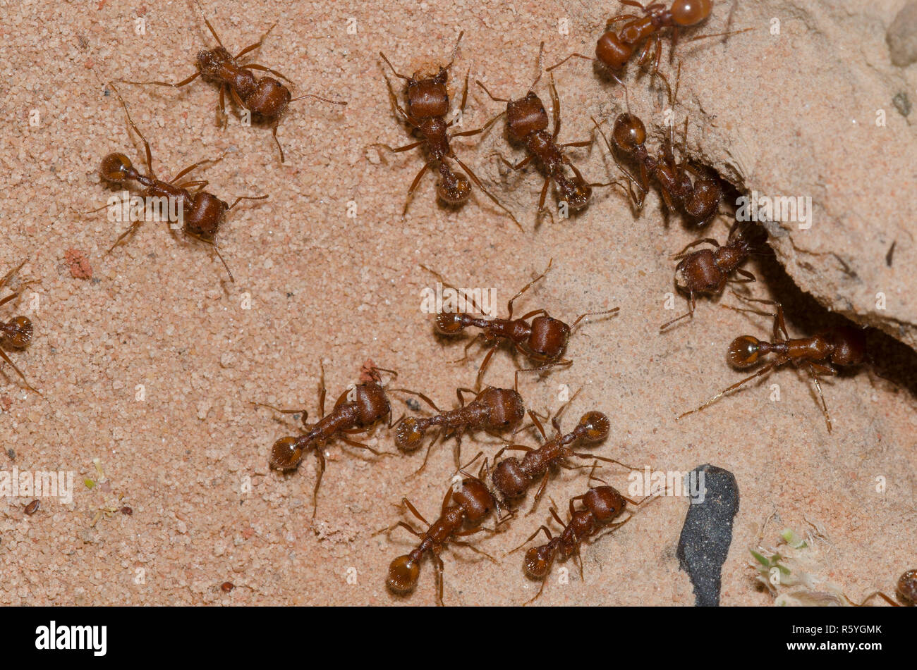 Harvester ants hires stock photography and images Alamy