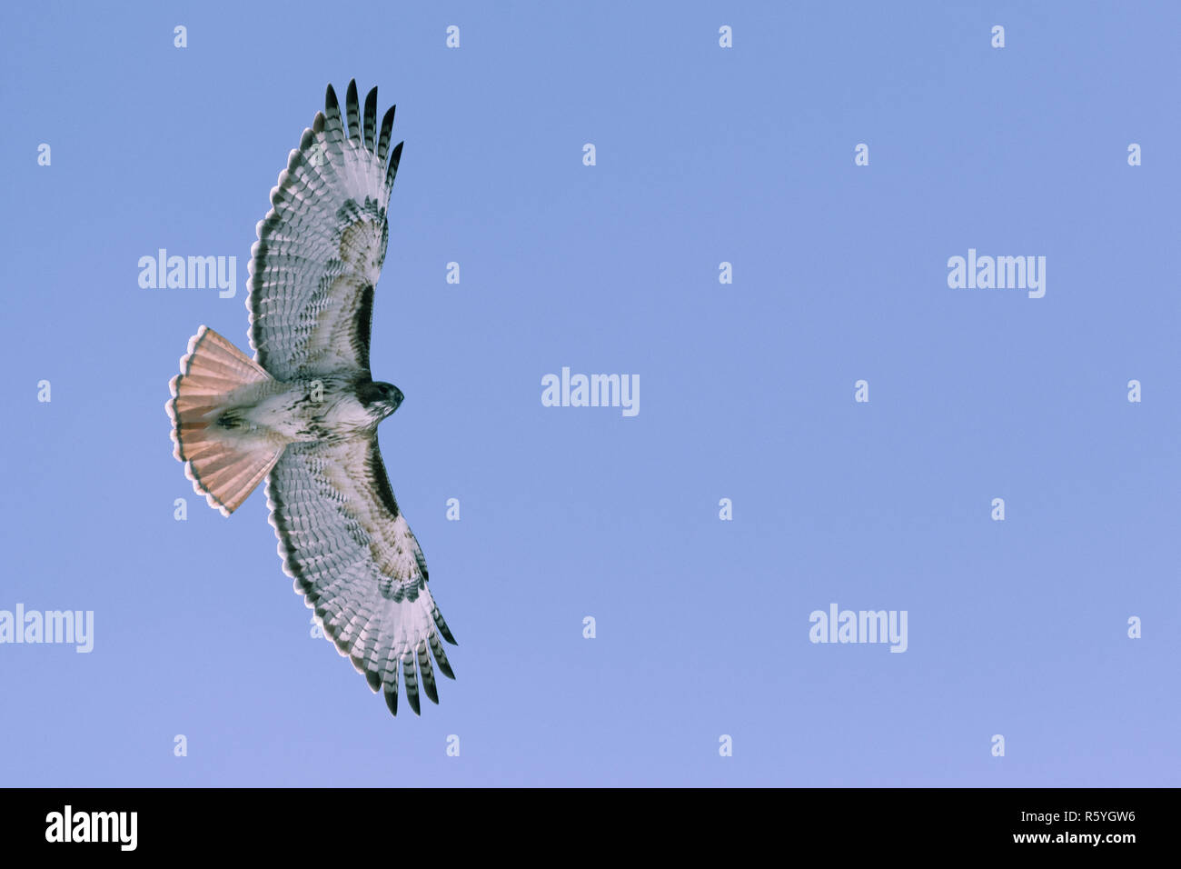 Red-tailed hawk flying in winter Stock Photo