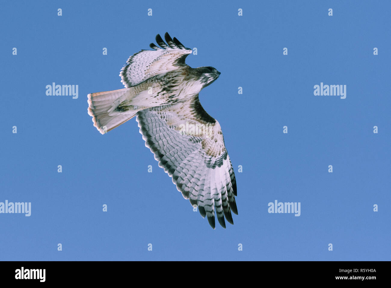 Red-tailed hawk flying in winter Stock Photo