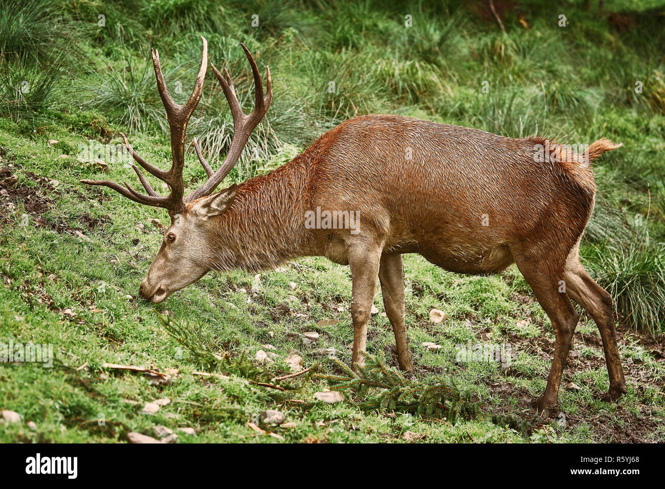 Hart And Hind Grazing Hi Res Stock Photography And Images Alamy