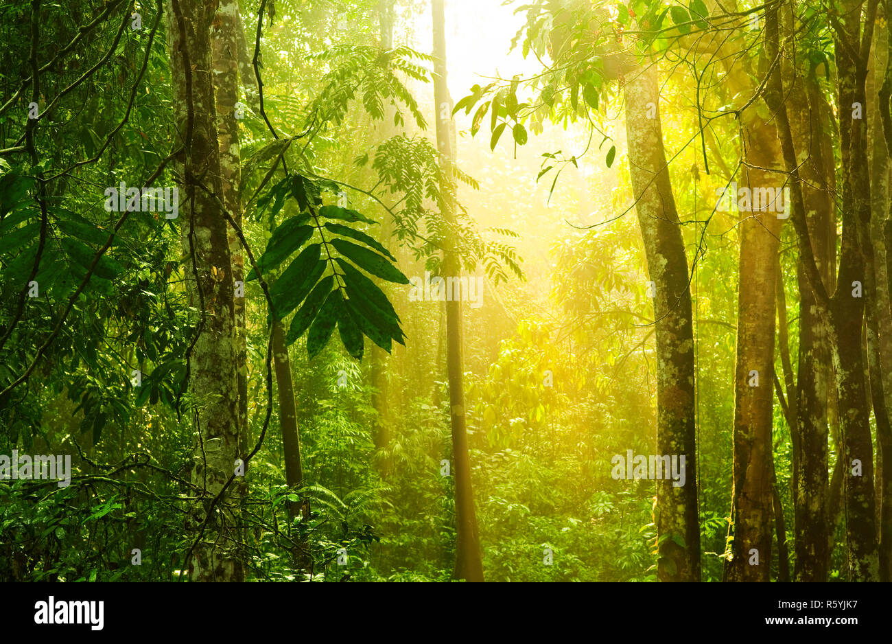 Tropical green forest with sunray Stock Photo - Alamy