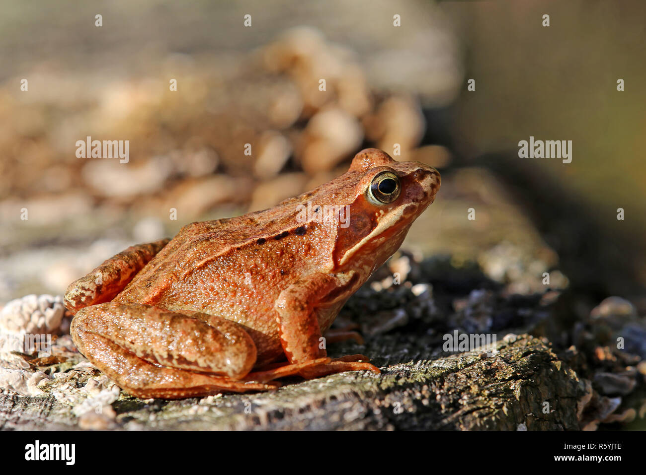 common frog rana temporaria in the october sun Stock Photo