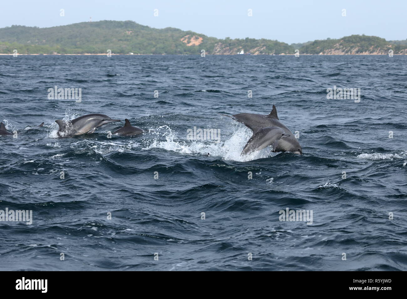 dolphins at trincomalee sri lanka in the indian ocean Stock Photo
