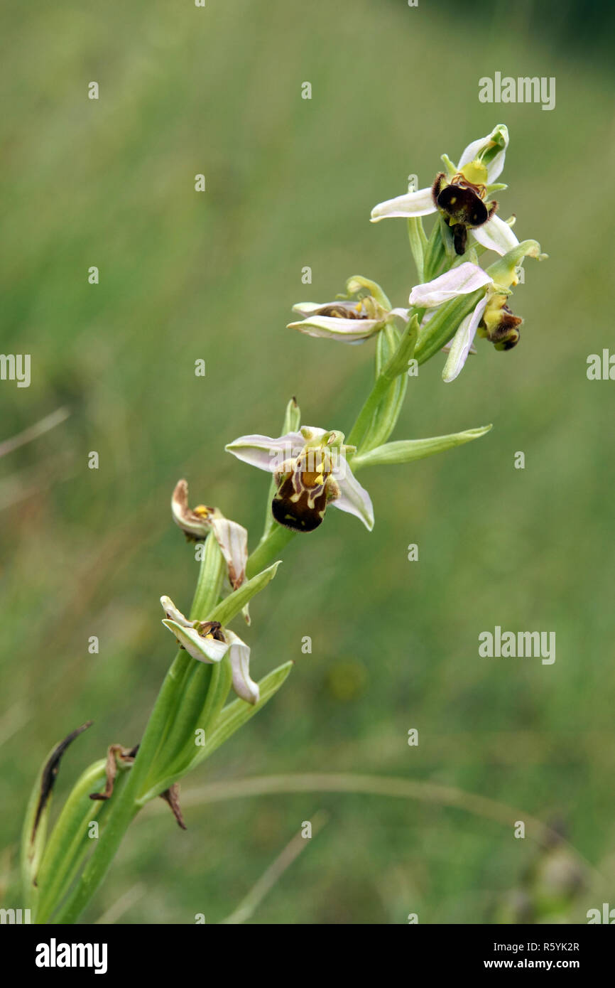 bee orchid (ophrys apifera) on calcareous grassland Stock Photo