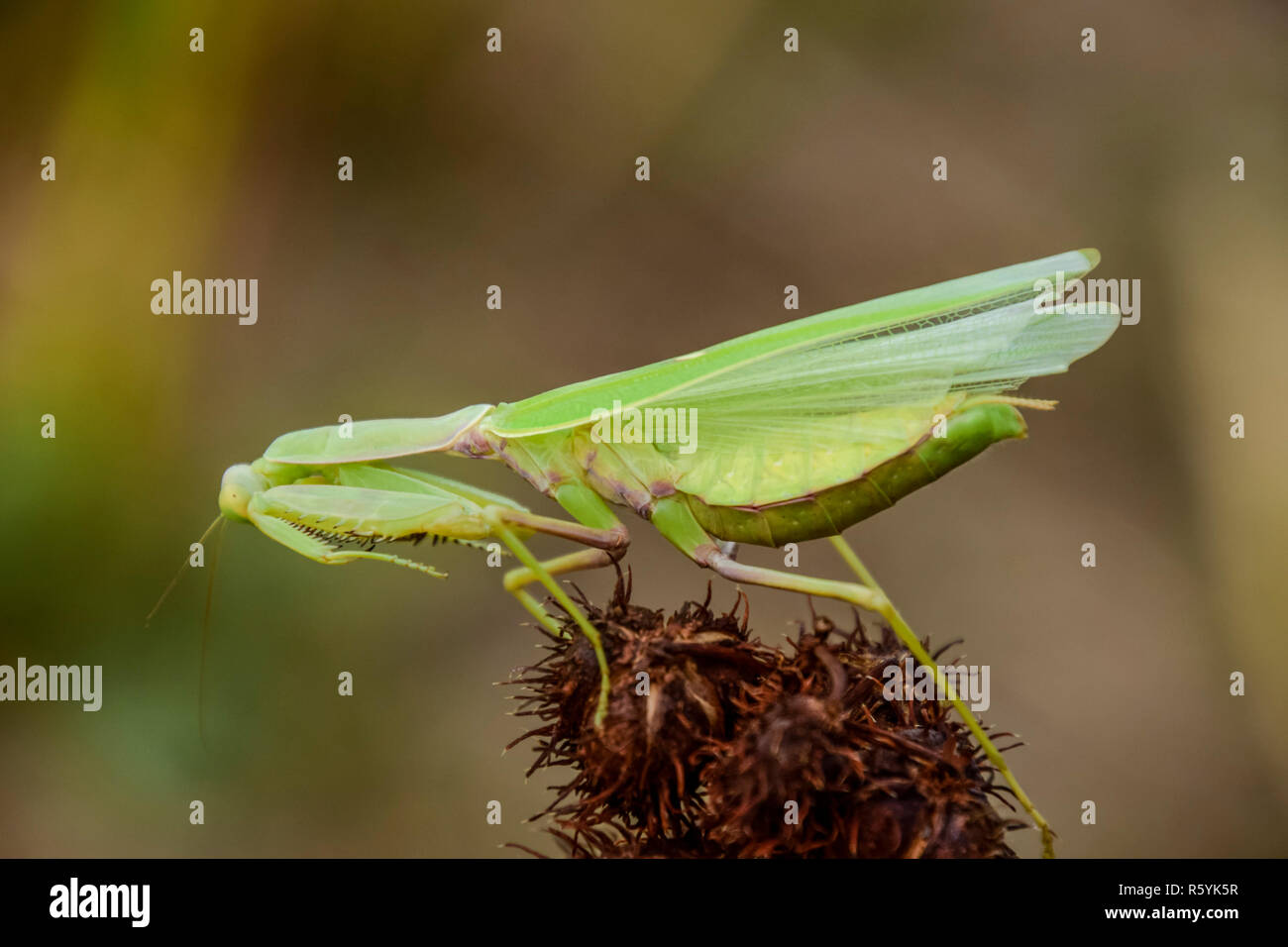Mantis on the tong. Mating mantises. Mantis insect predator. Stock Photo