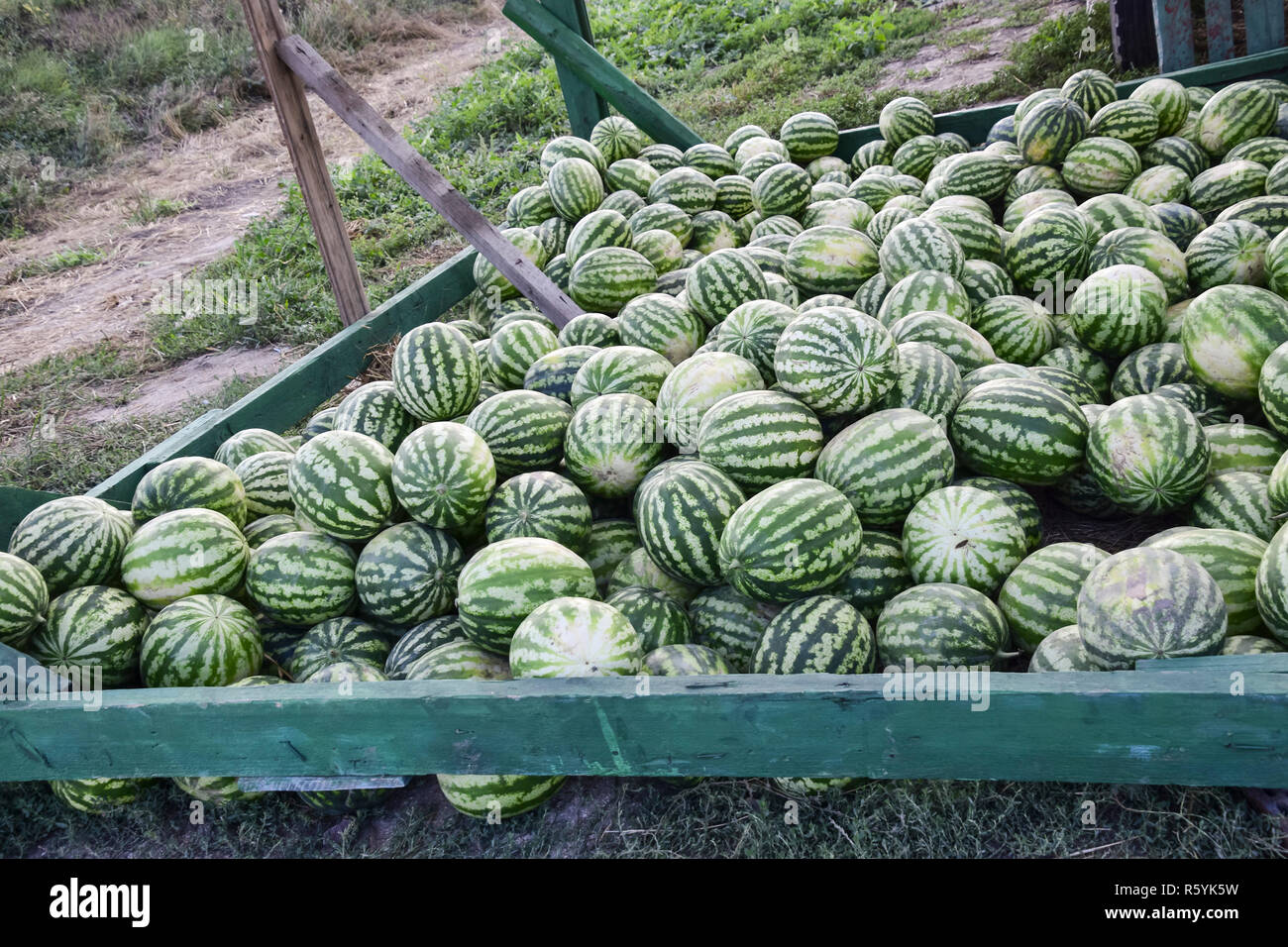 Collected in a pile of melons and watermelons Stock Photo