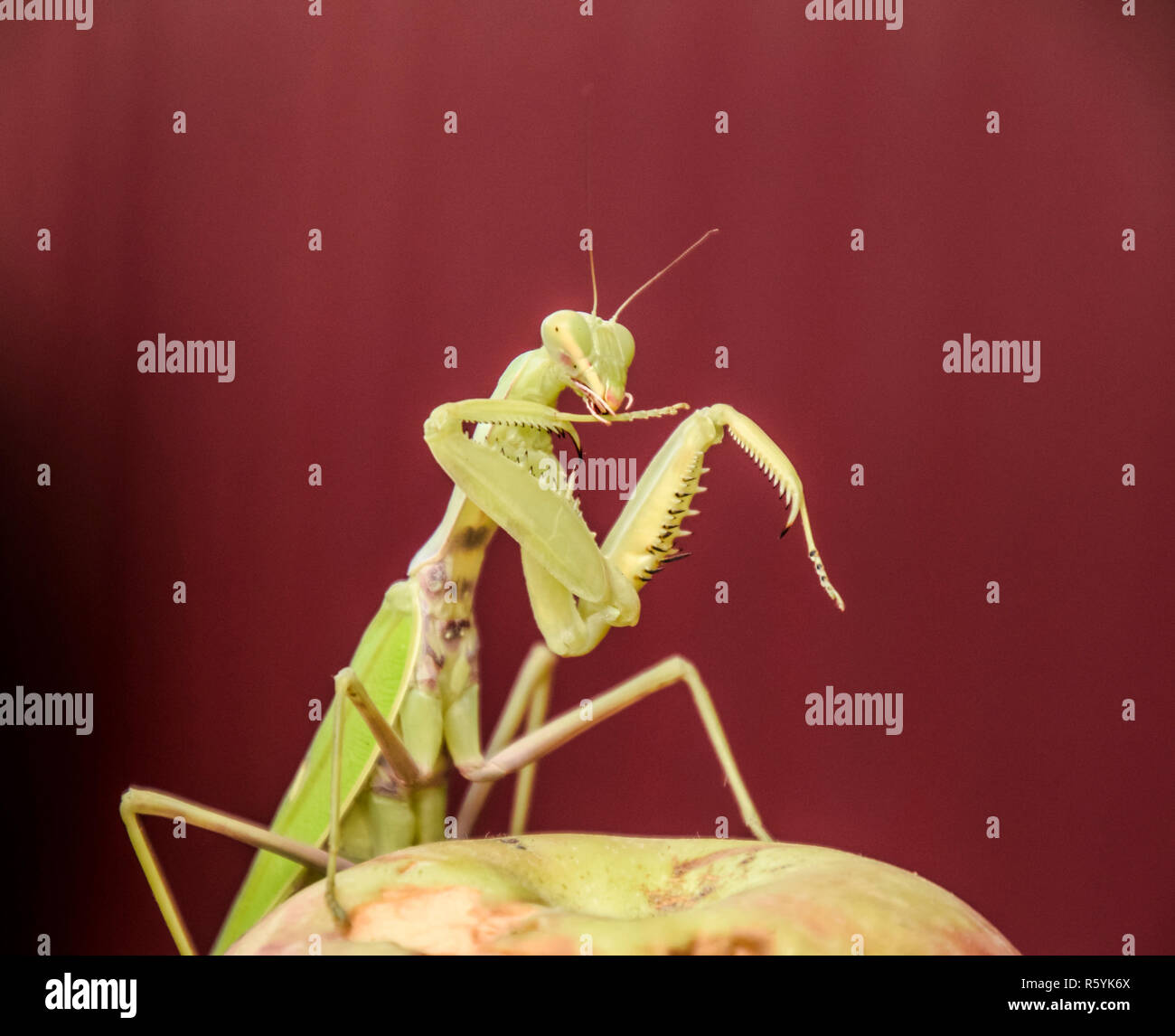 Mantis on a red background. Mating mantises. Mantis insect preda Stock Photo