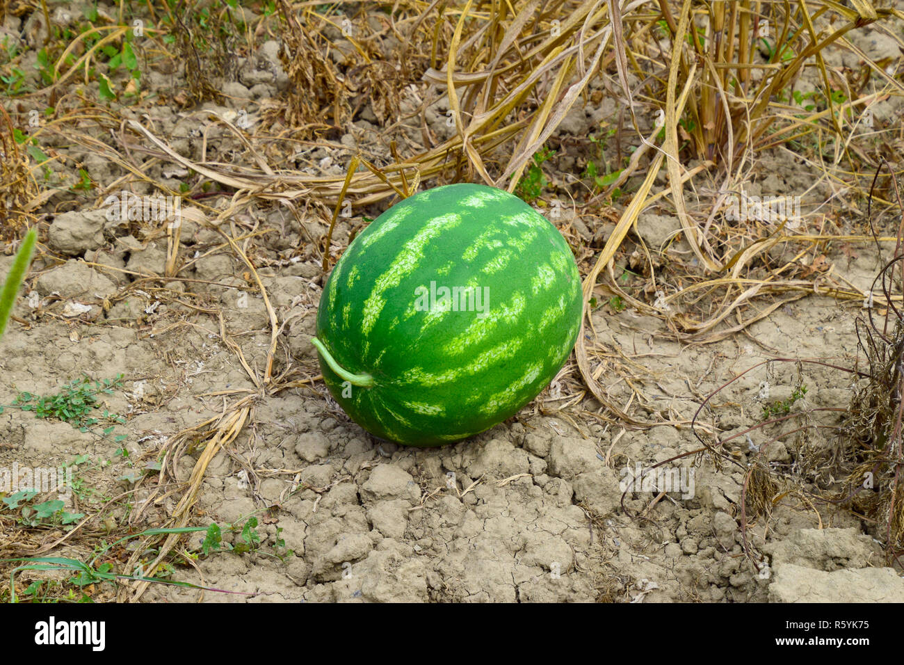 Watermelon, plucked from the garden, lying on the ground. Stock Photo