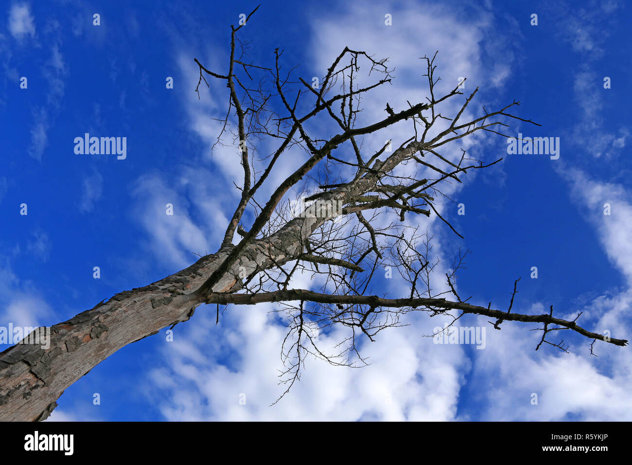 dead tree in front of blue sky Stock Photo
