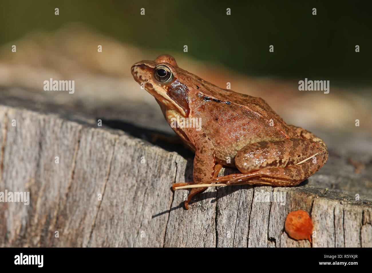 common frog rana temporaria sits on a tree stump in the october sun Stock Photo