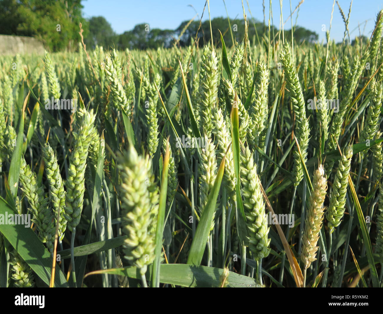 Wheat field in sunlight in southern Denmark Stock Photo - Alamy