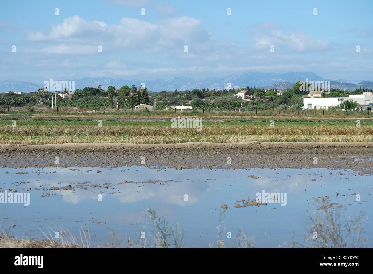 rice fields in the ebro delta Stock Photo