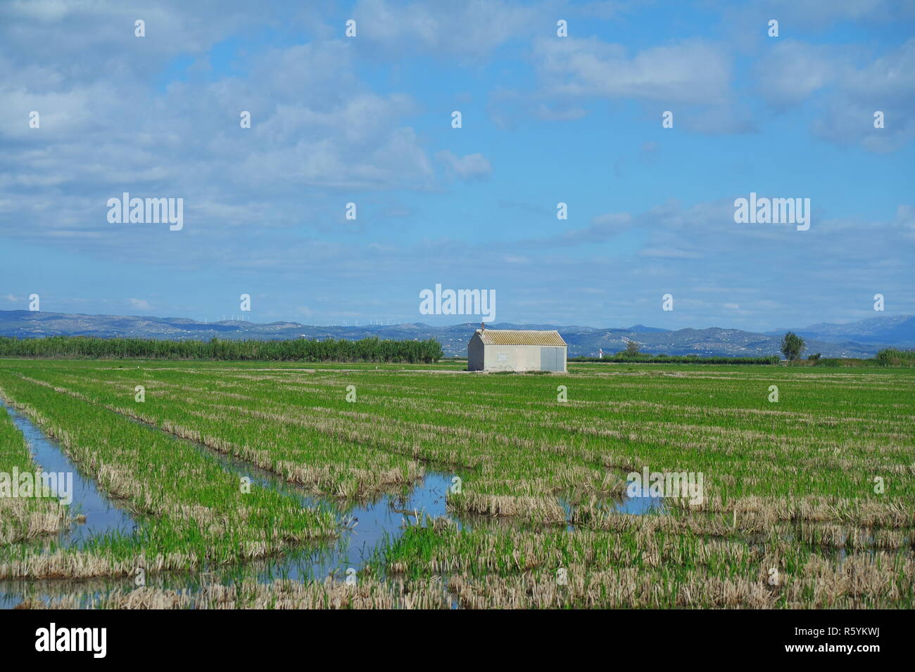 rice fields in the ebro delta Stock Photo