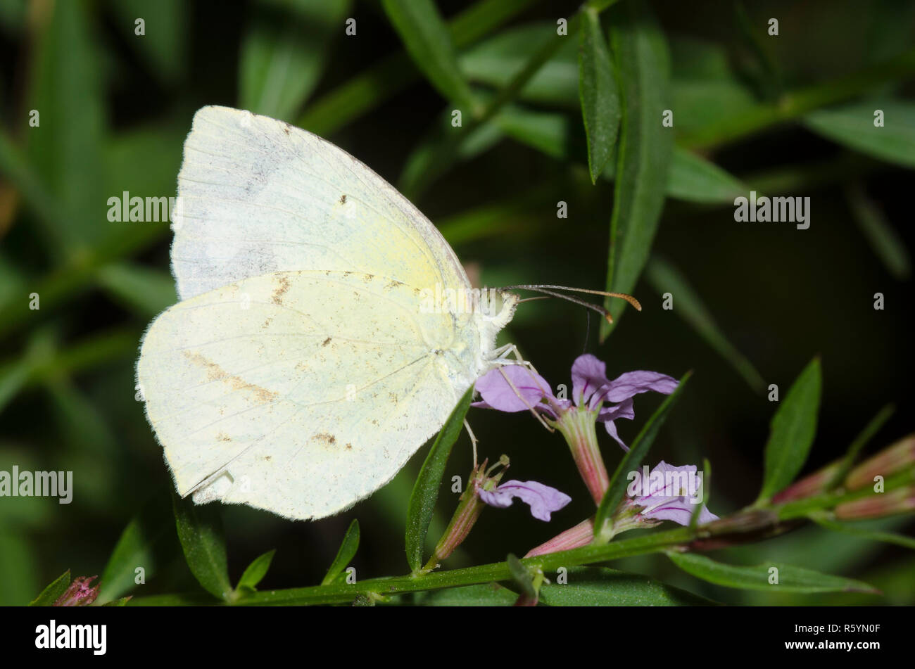 Mexican Yellow, Abaeis mexicana, nectaring from winged lythrum, Lytrum alatum Stock Photo