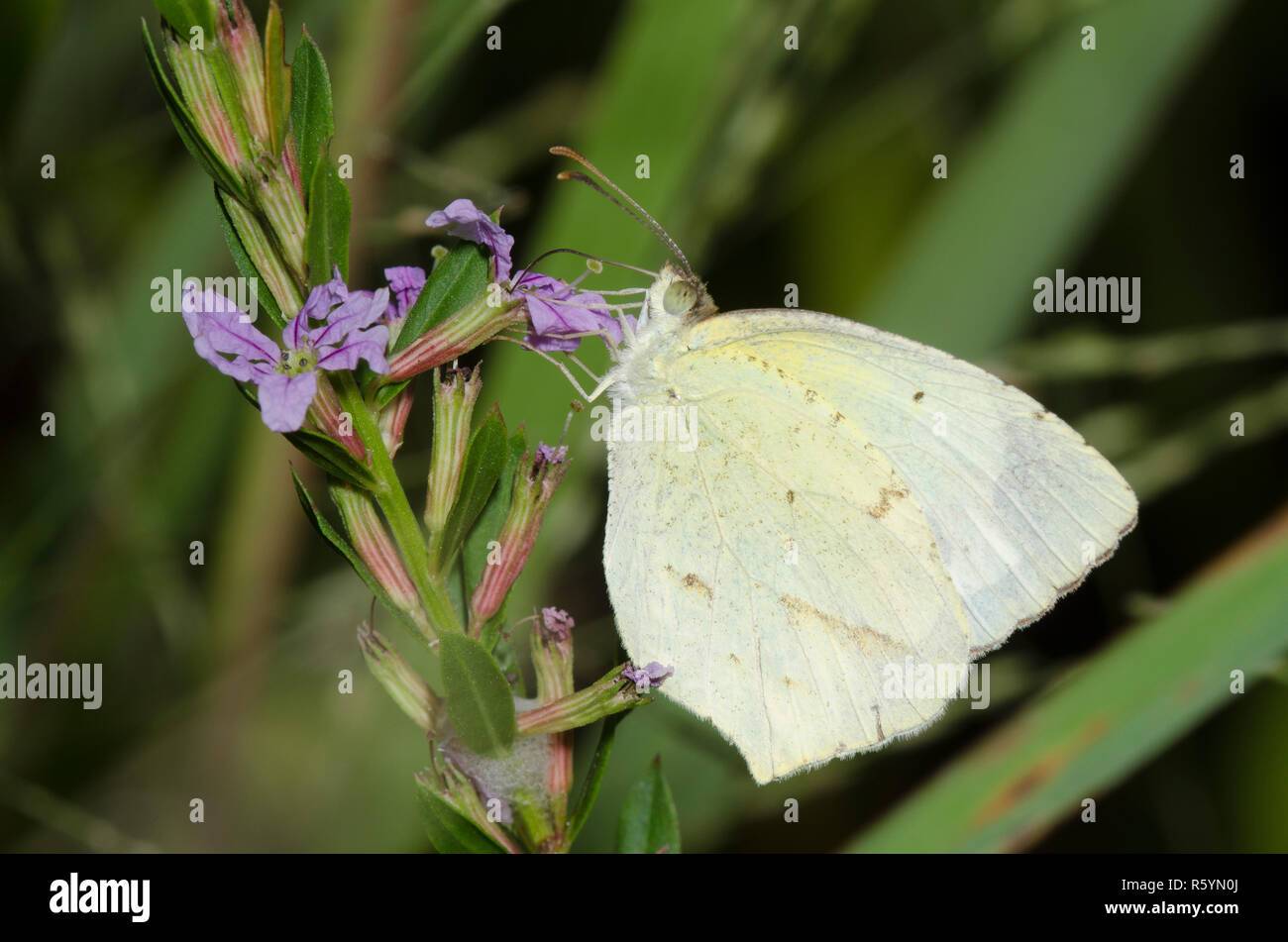 Mexican Yellow, Abaeis mexicana, nectaring from winged lythrum, Lytrum alatum Stock Photo