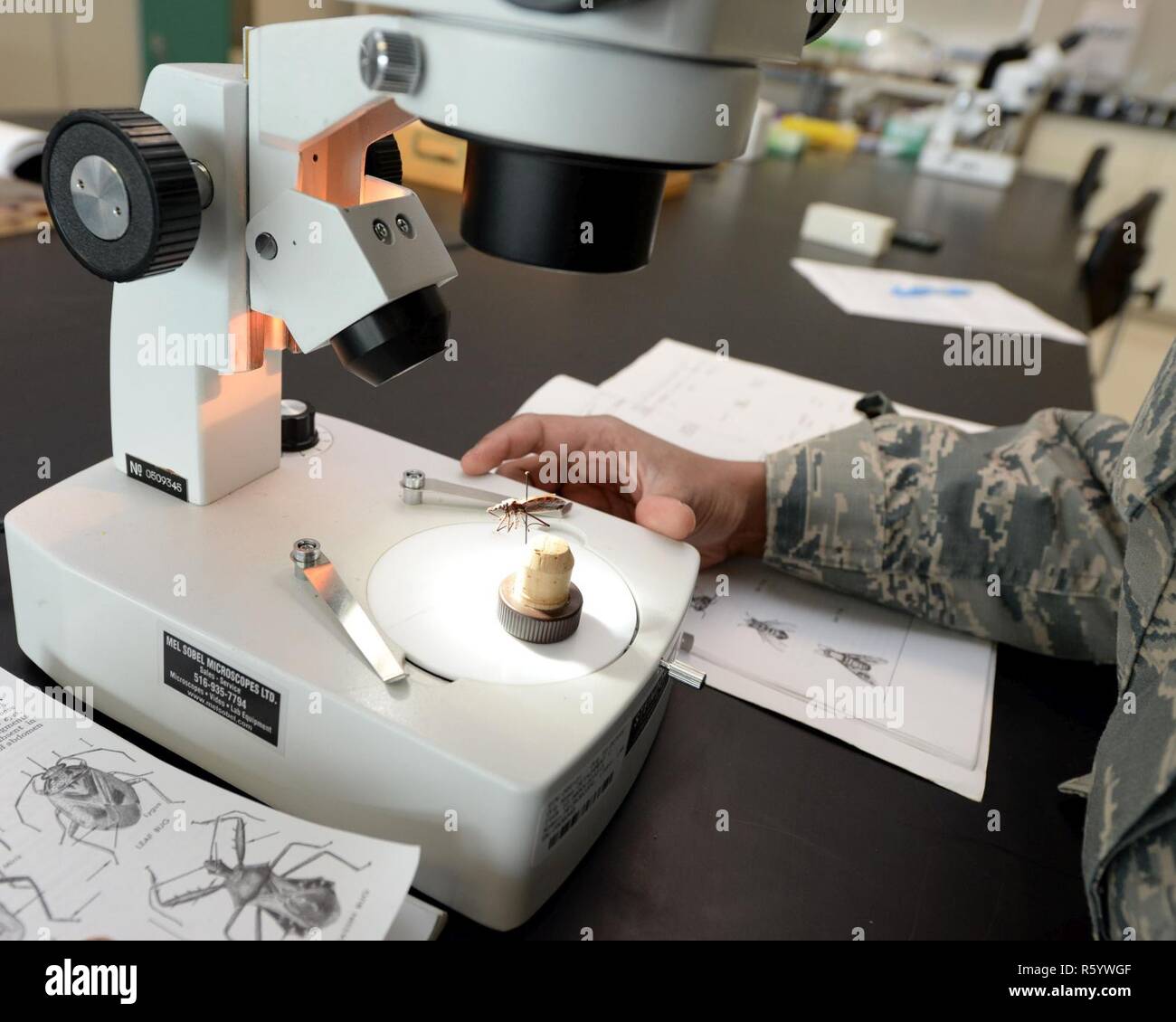 U.S. Air Force Capt. Caroline Brooks, United States Air Force School of Aerospace Medicine Public Health Education Division student, studies a Kissing bug under a microscope inside the entomology lab at the 88th Aerospace Medicine Squadron, Wright-Patterson Air Force Base, Ohio, April 21, 2017. The 88th AMDS students study the mechanical vectors of insects of military importance and the major diseases they transmit. Stock Photo