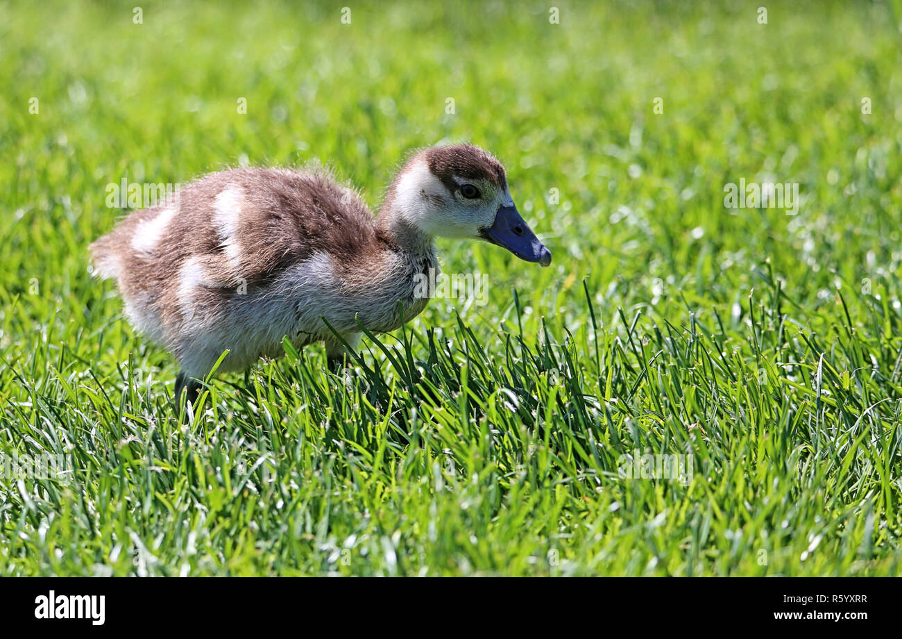egyptian goose alopochen aegyptiacus chick in the grass Stock Photo