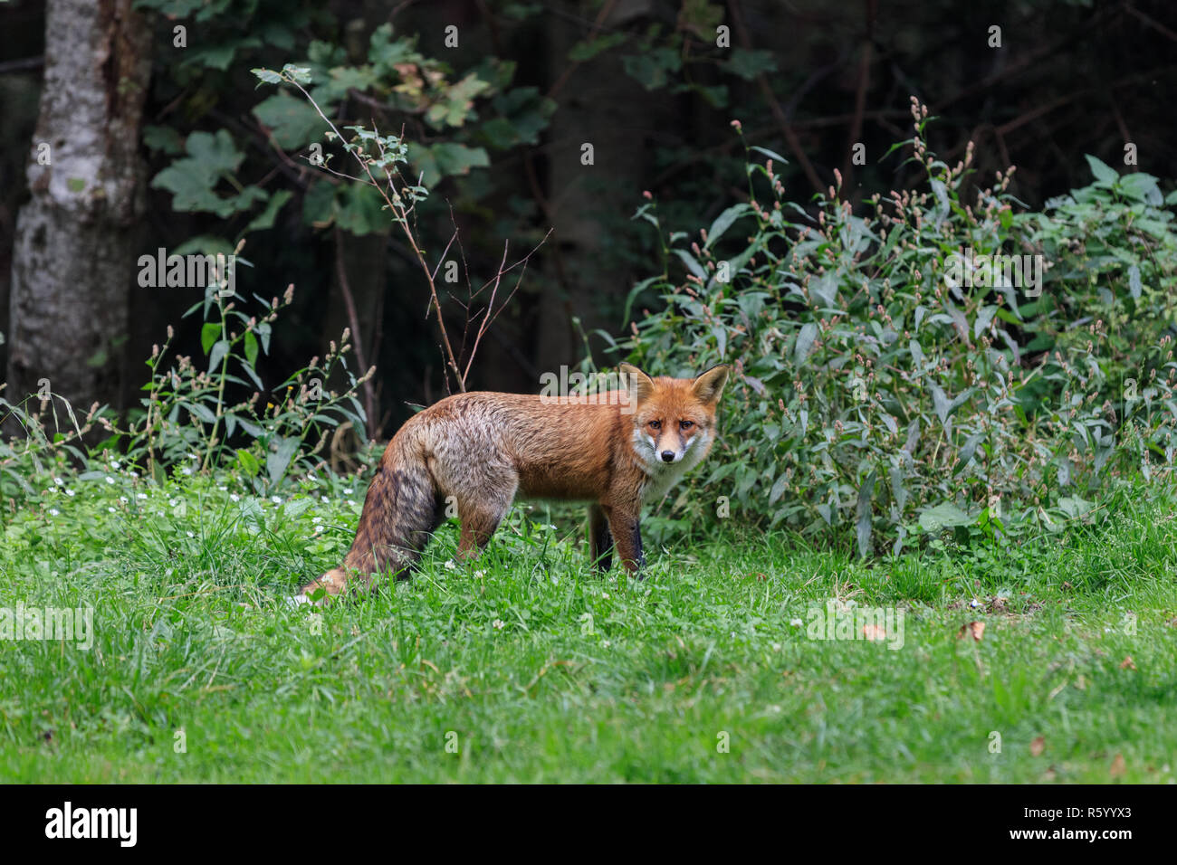 european red fox (vulpes vulpes) Stock Photo