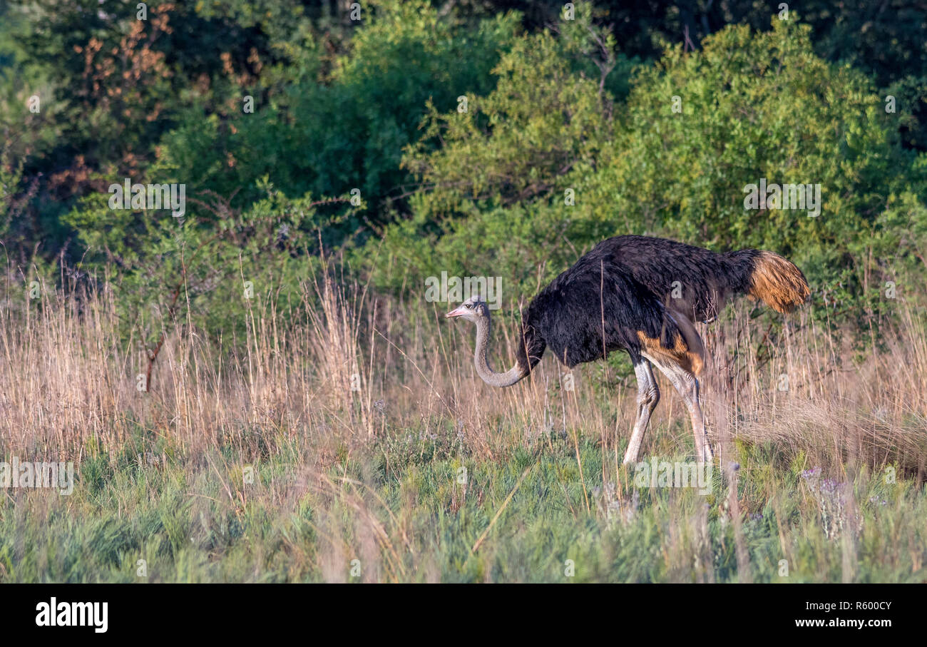 A male common ostrich searching for food in the African bush image in landscape format with copy space Stock Photo