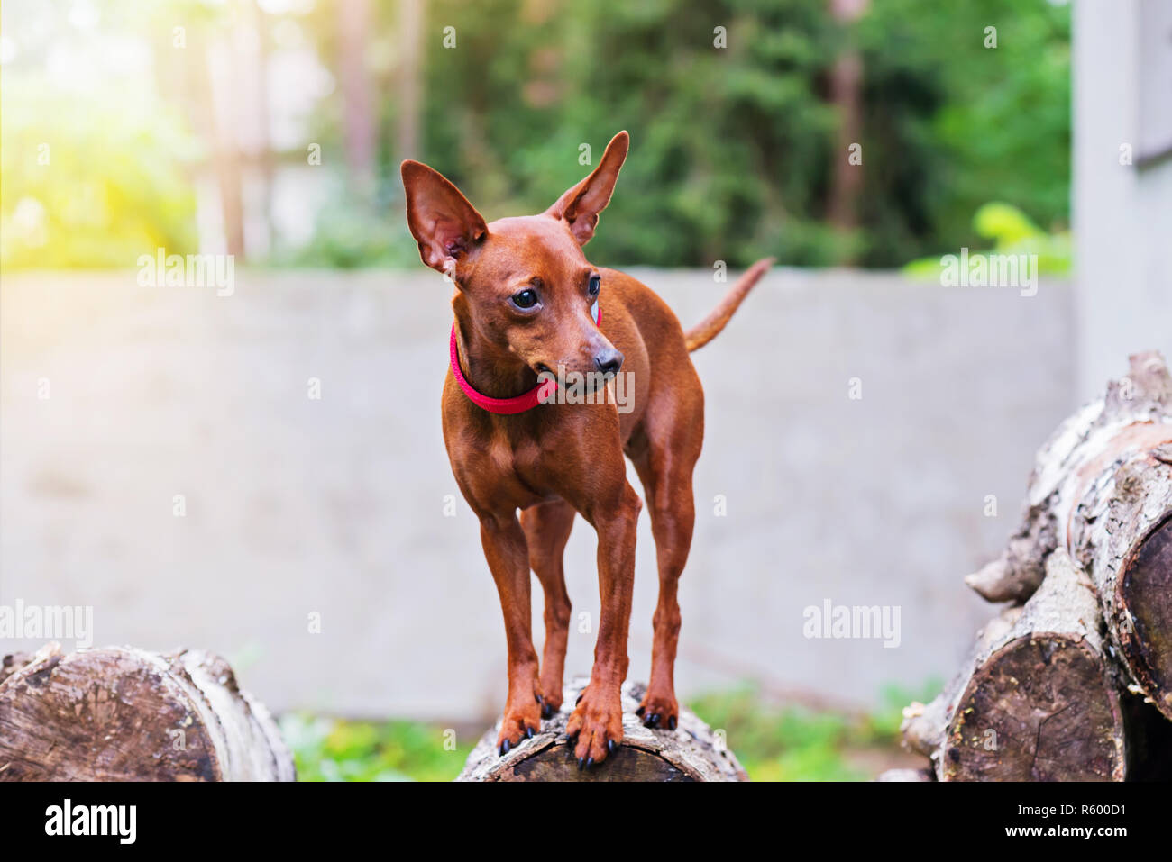 red mini doberman pinscher