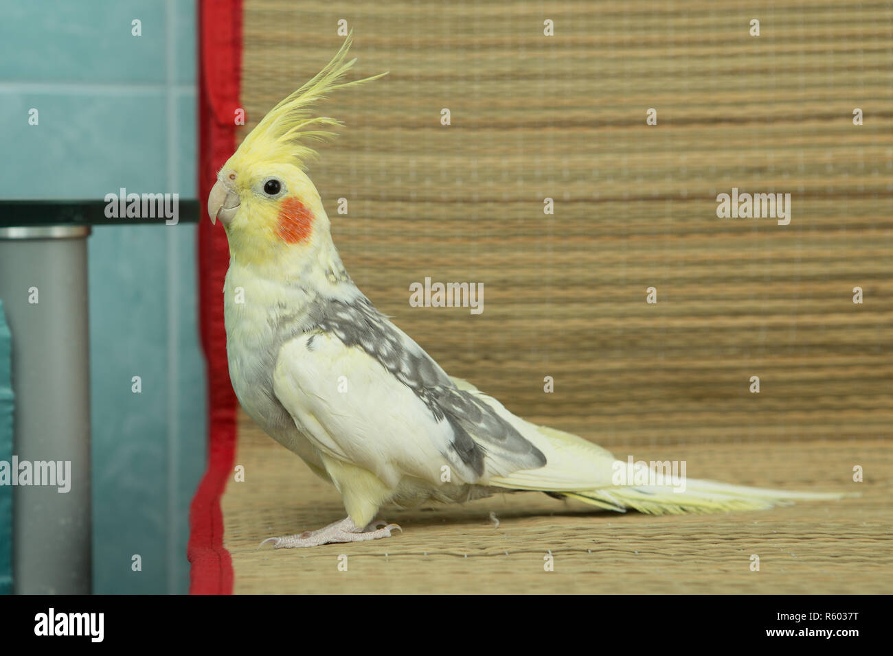 Корелла и розелла. Жемчужная корелла. Корелла. Корелла магазин. Корелла магазин.