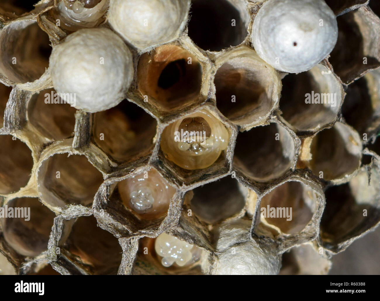 The Larvae In Honeycombs Hornet S Nest Stock Photo Alamy