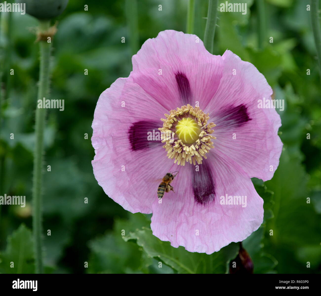 bee on poppy flower Stock Photo