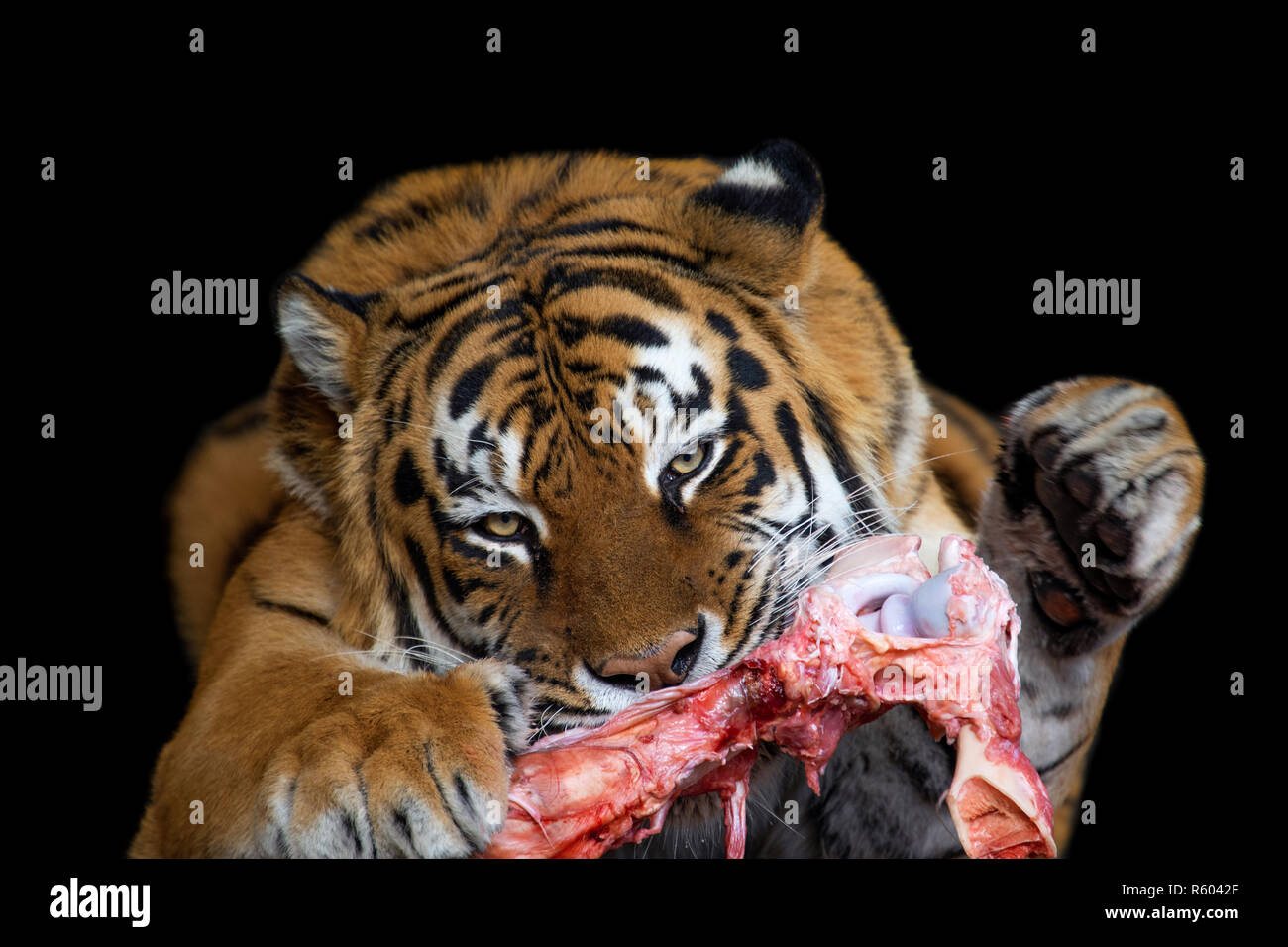 Close tiger eating meat on black background Stock Photo