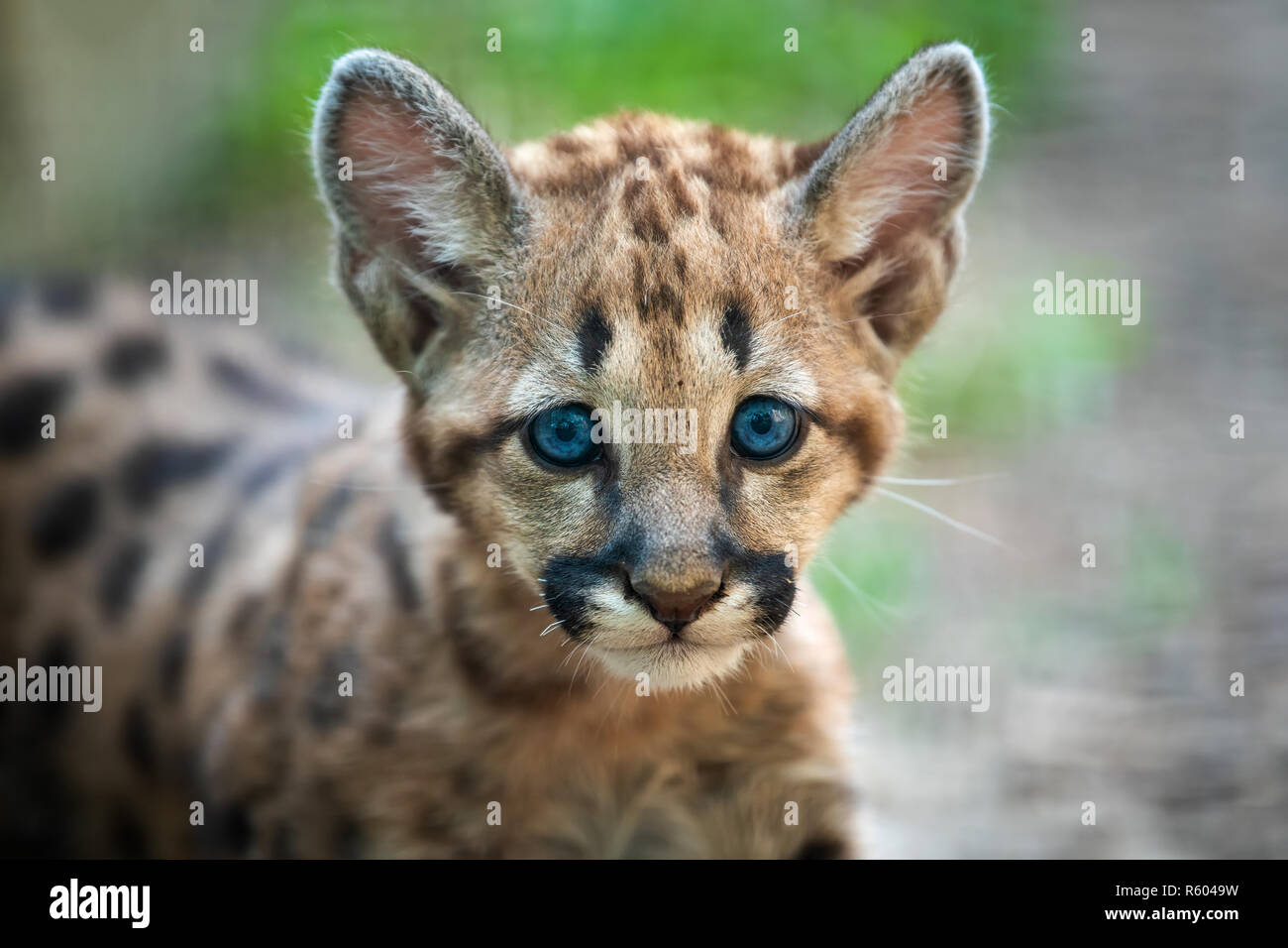 Portrait baby cougar, mountain lion or puma Stock Photo - Alamy