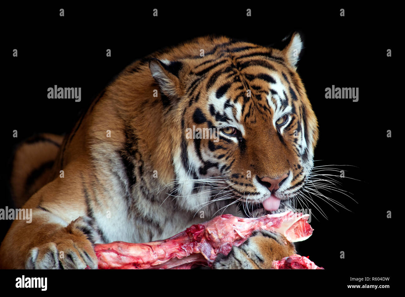 Close tiger eating meat on black background Stock Photo