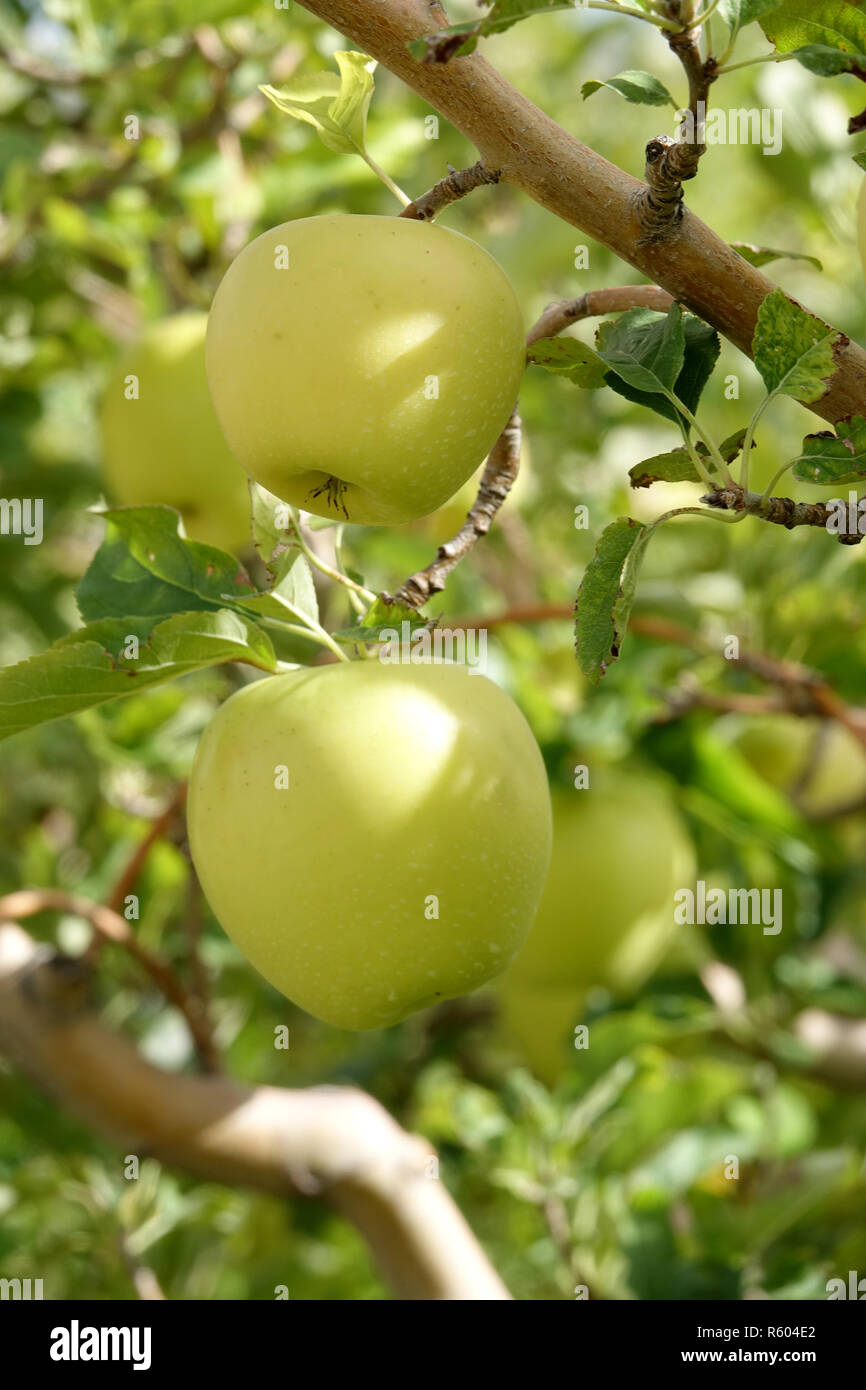 Golden Delicious apples ripening on the tree Stock Photo Alamy