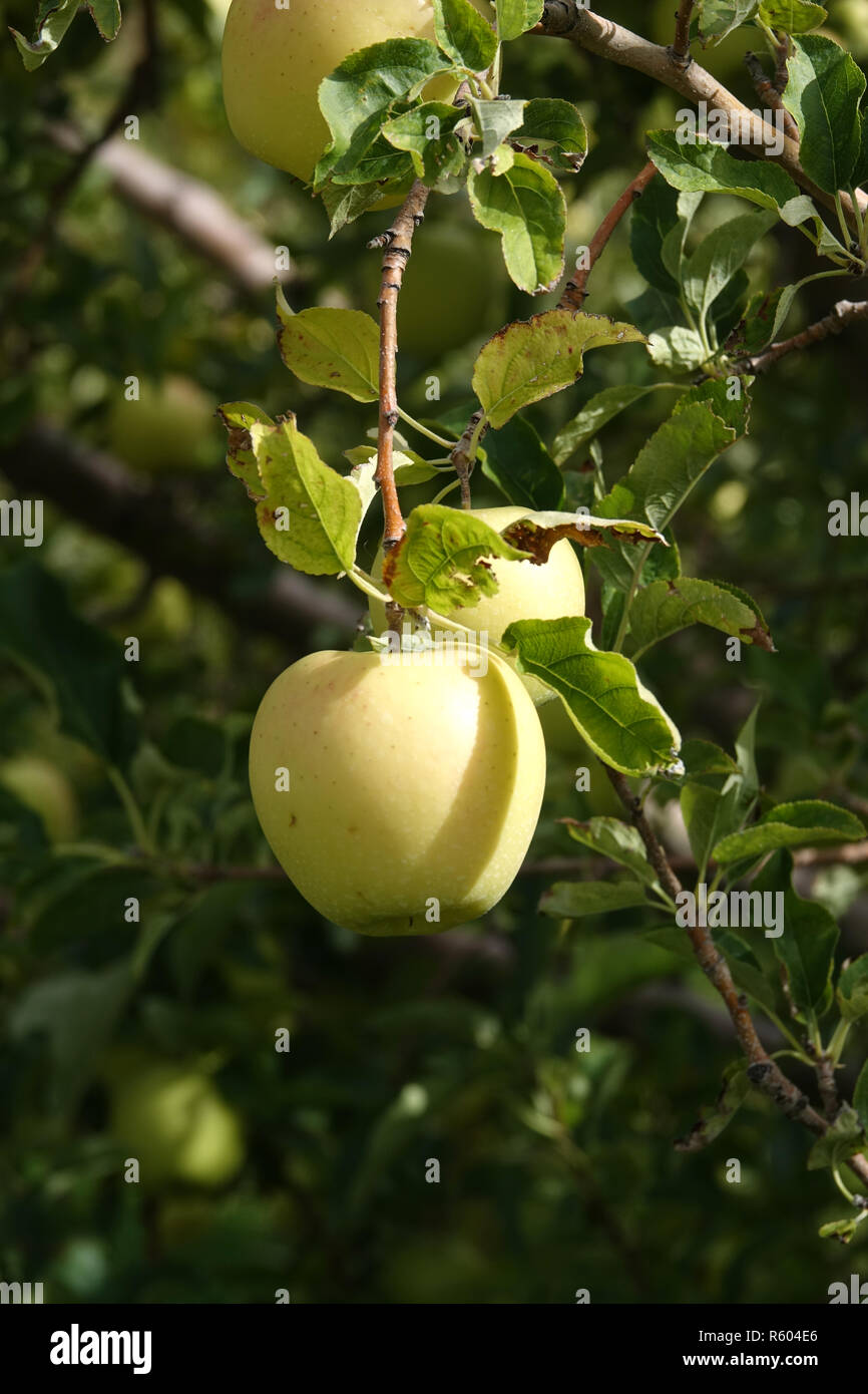 Golden Delicious apples ripening on the tree Stock Photo Alamy