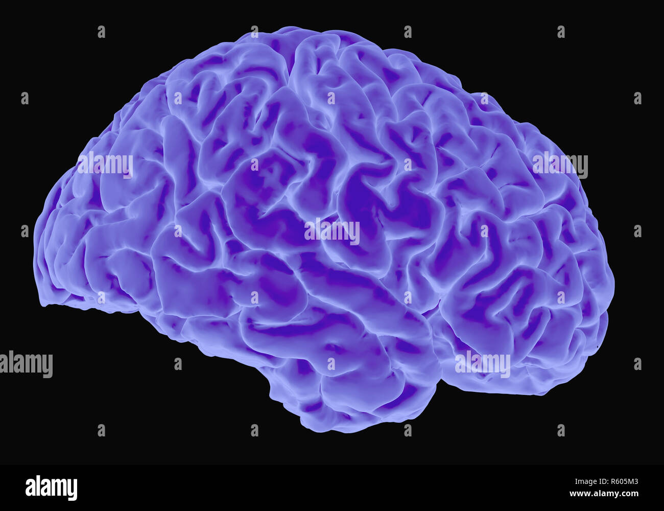 human brain xray Stock Photo Alamy