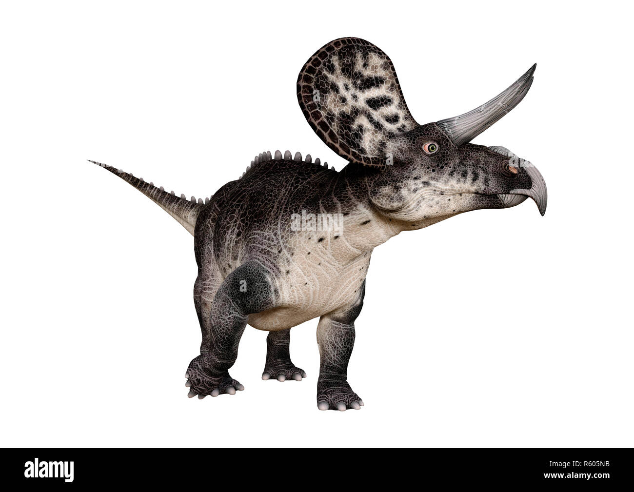 3D Rendering Dinosaur Zuniceratops on White Stock Photo