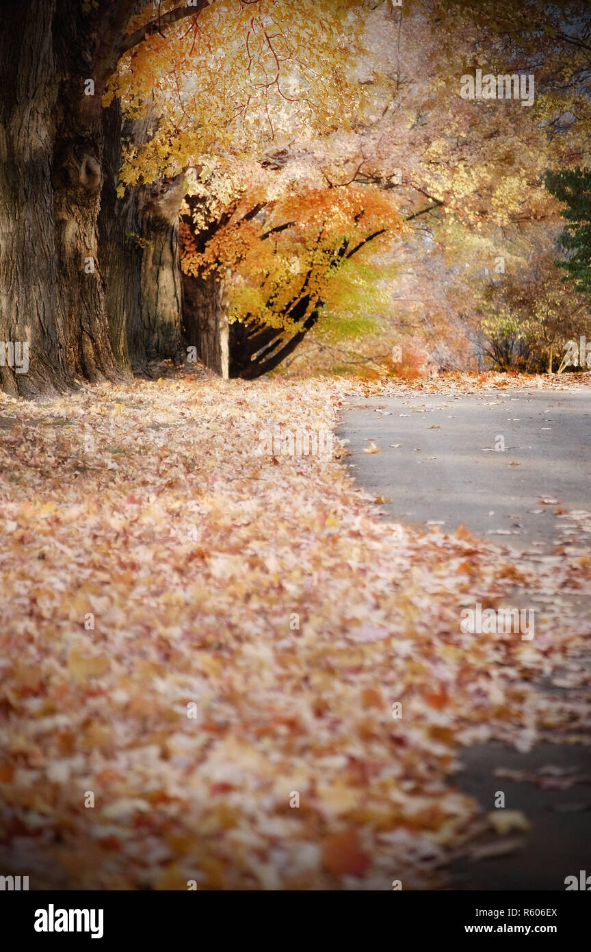 Maple trees losing their leaves in midAutumn Stock Photo Alamy