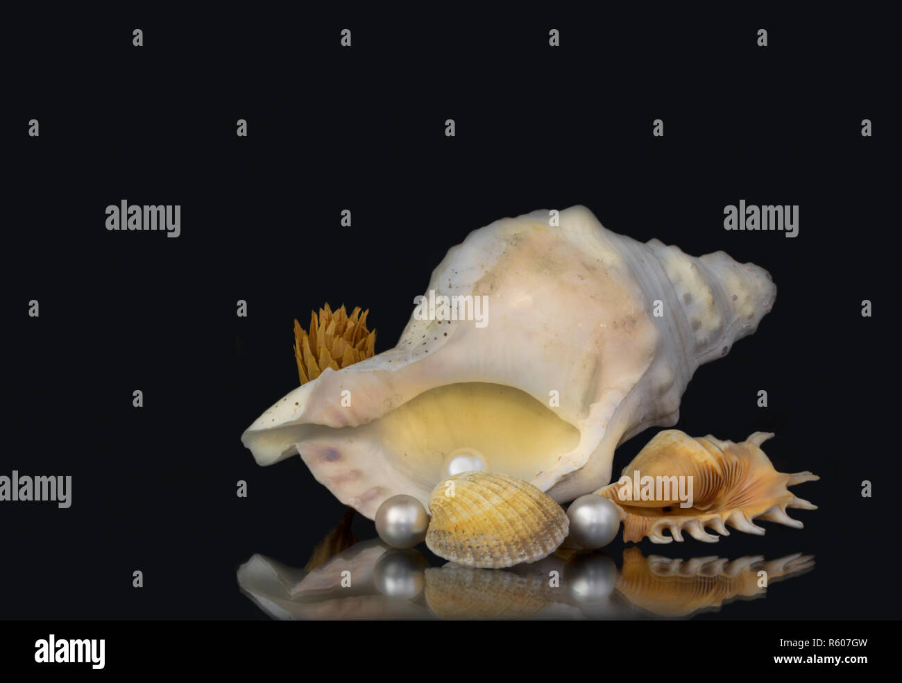 sea snail,thorn snail and cockle with pearls Stock Photo
