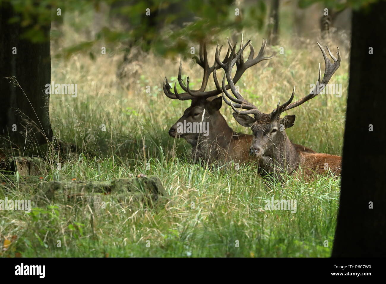 red deer in the forest and during the rut Stock Photo - Alamy