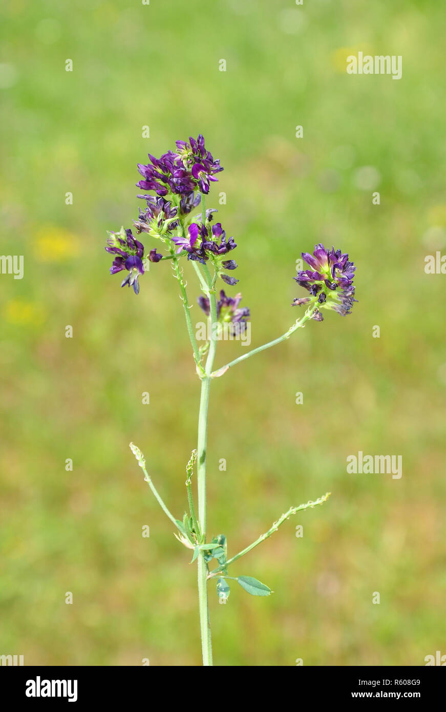 Purple alfalfa flower medicago sativa hi-res stock photography and ...