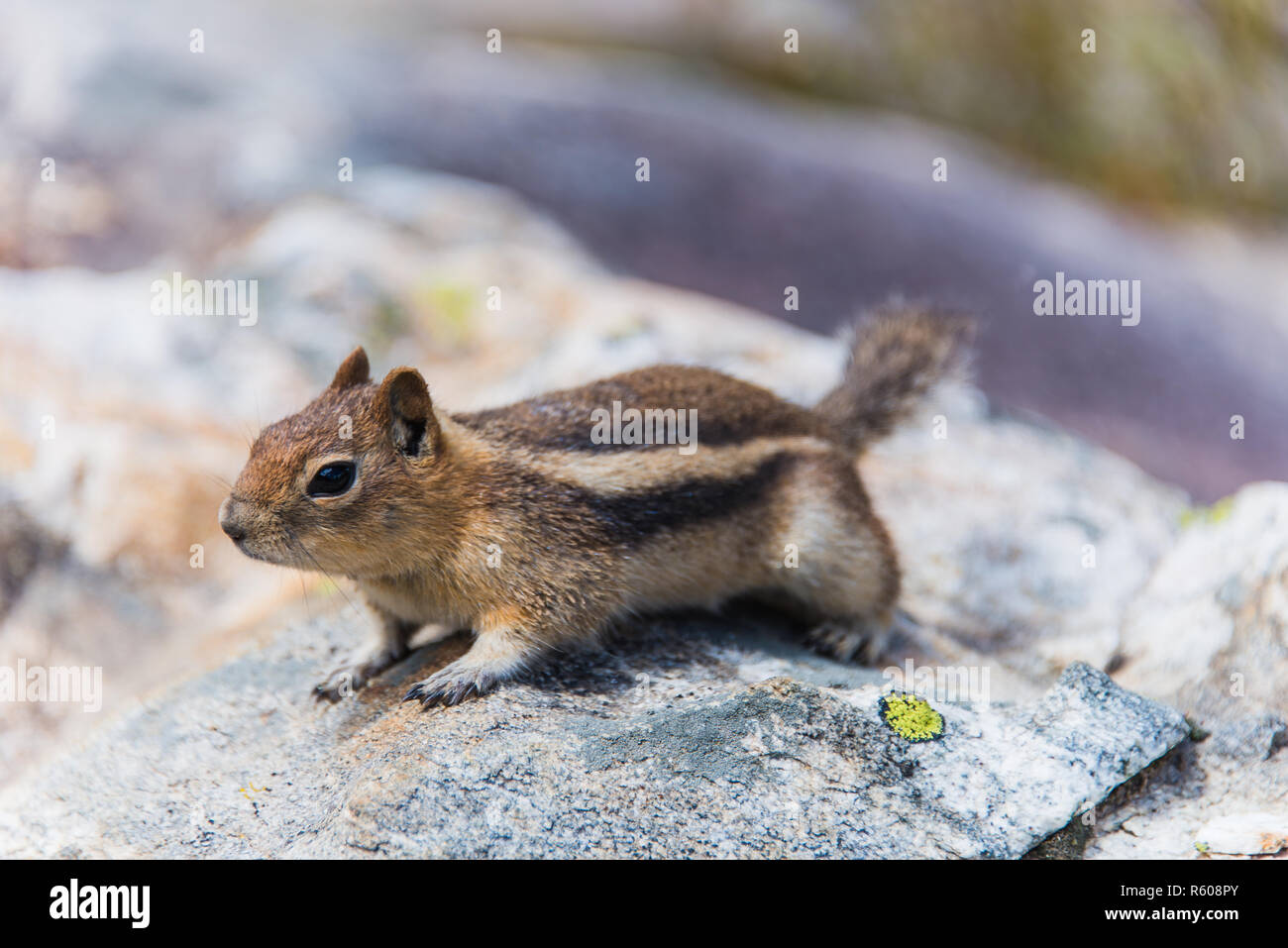 chipmunk Stock Photo