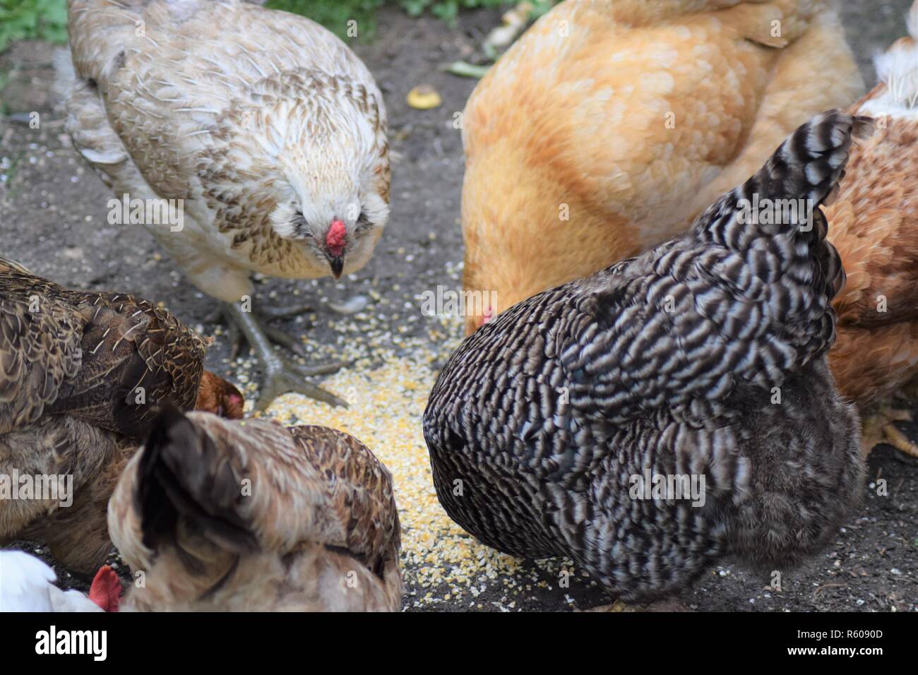Plump chickens eating feed on a farm Stock Photo Alamy
