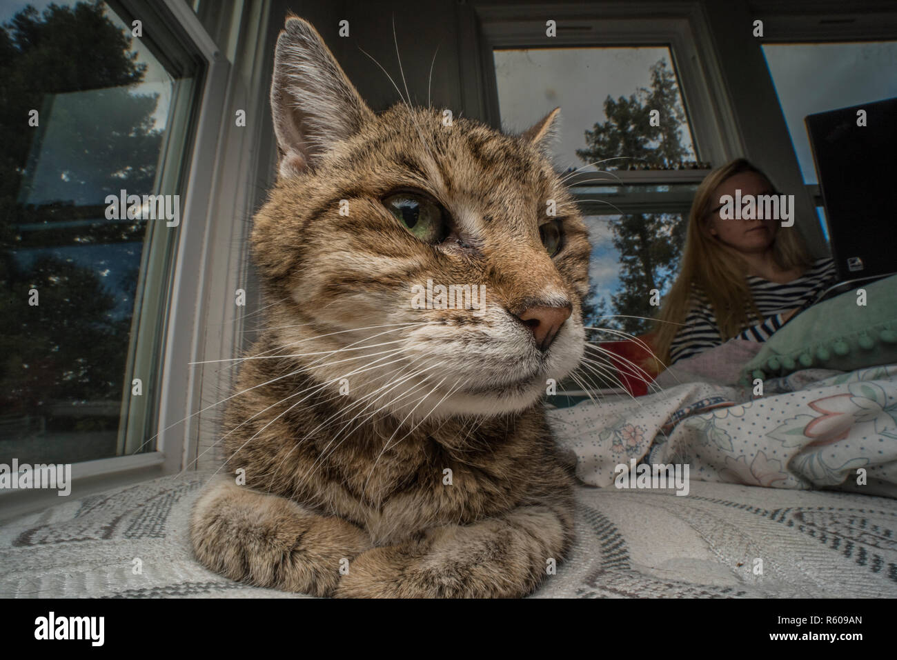 A tabby foster cat relaxing on a bed surrounded by windows. Stock Photo