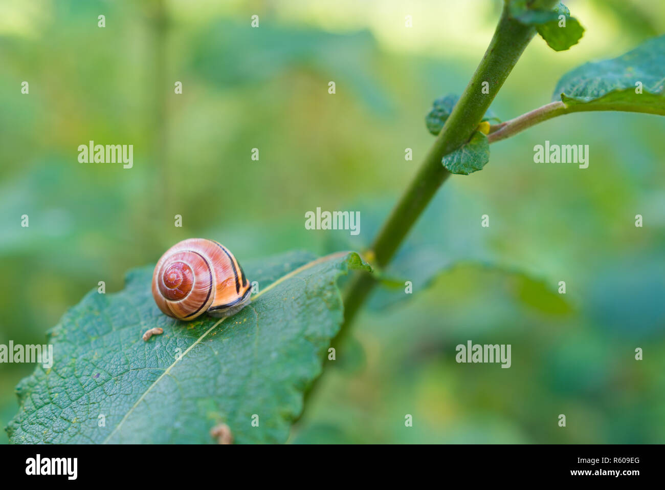 snail on a leaf Stock Photo - Alamy