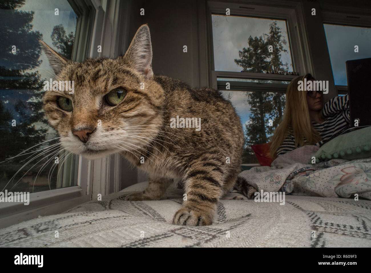 A indoor cat walking by a window peering into the outdoors. Stock Photo
