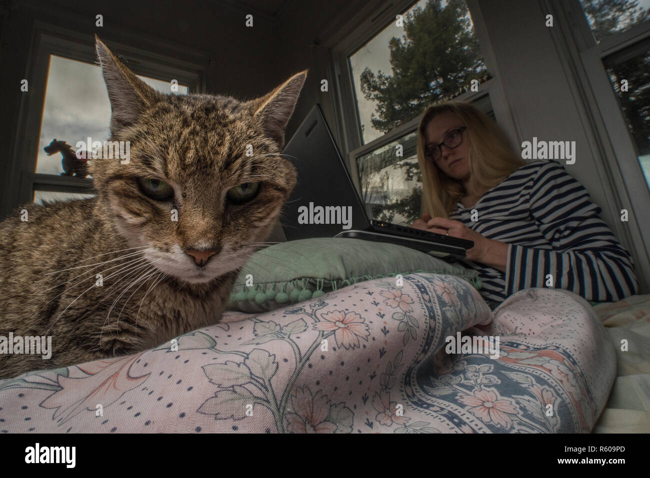 A cat looks annoyed that its owner is busy with something else and not paying any attention to it. Stock Photo