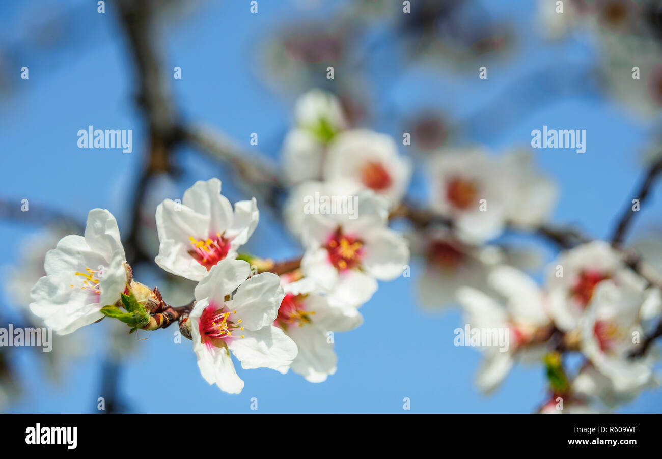 almond blossom in burgenland Stock Photo