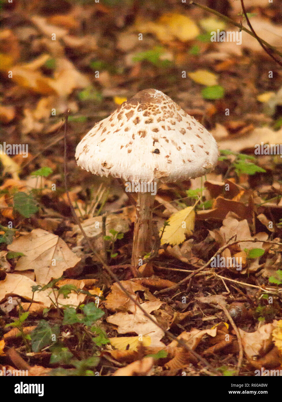 big mushroom white spotted cap forest autumn floor Stock Photo