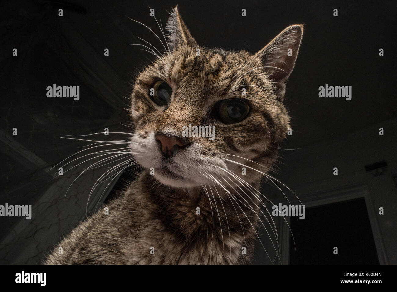 A tabby cat looks ominous when seen from below, perhaps the last thing a mouse ever sees. Stock Photo