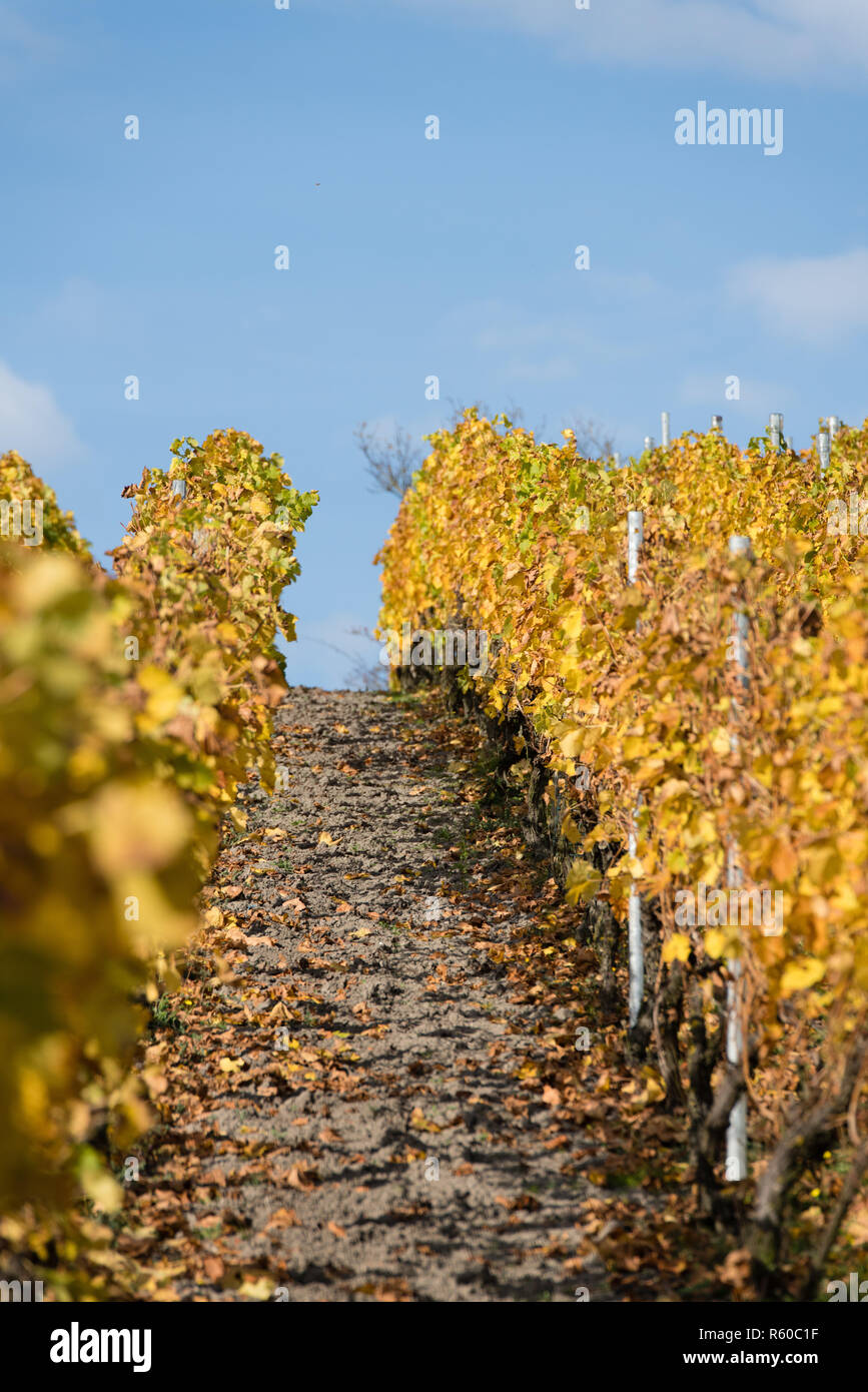 vineyard in autumn Stock Photo